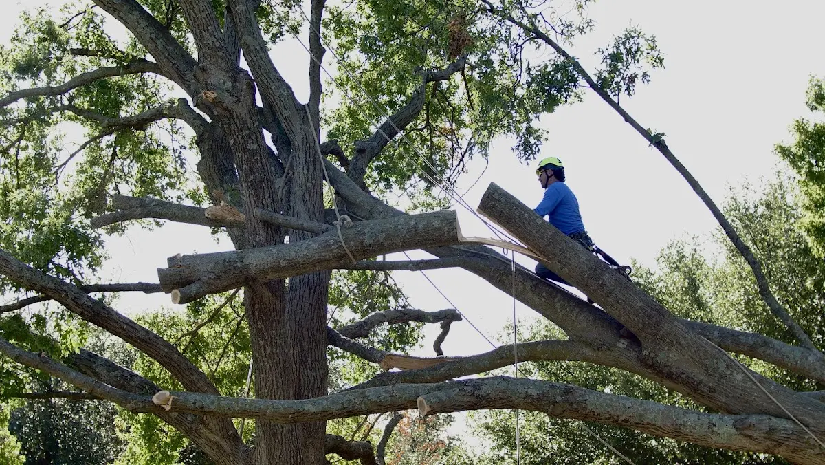 Professional Crown Thinning performed by certified arborists in Cohocton